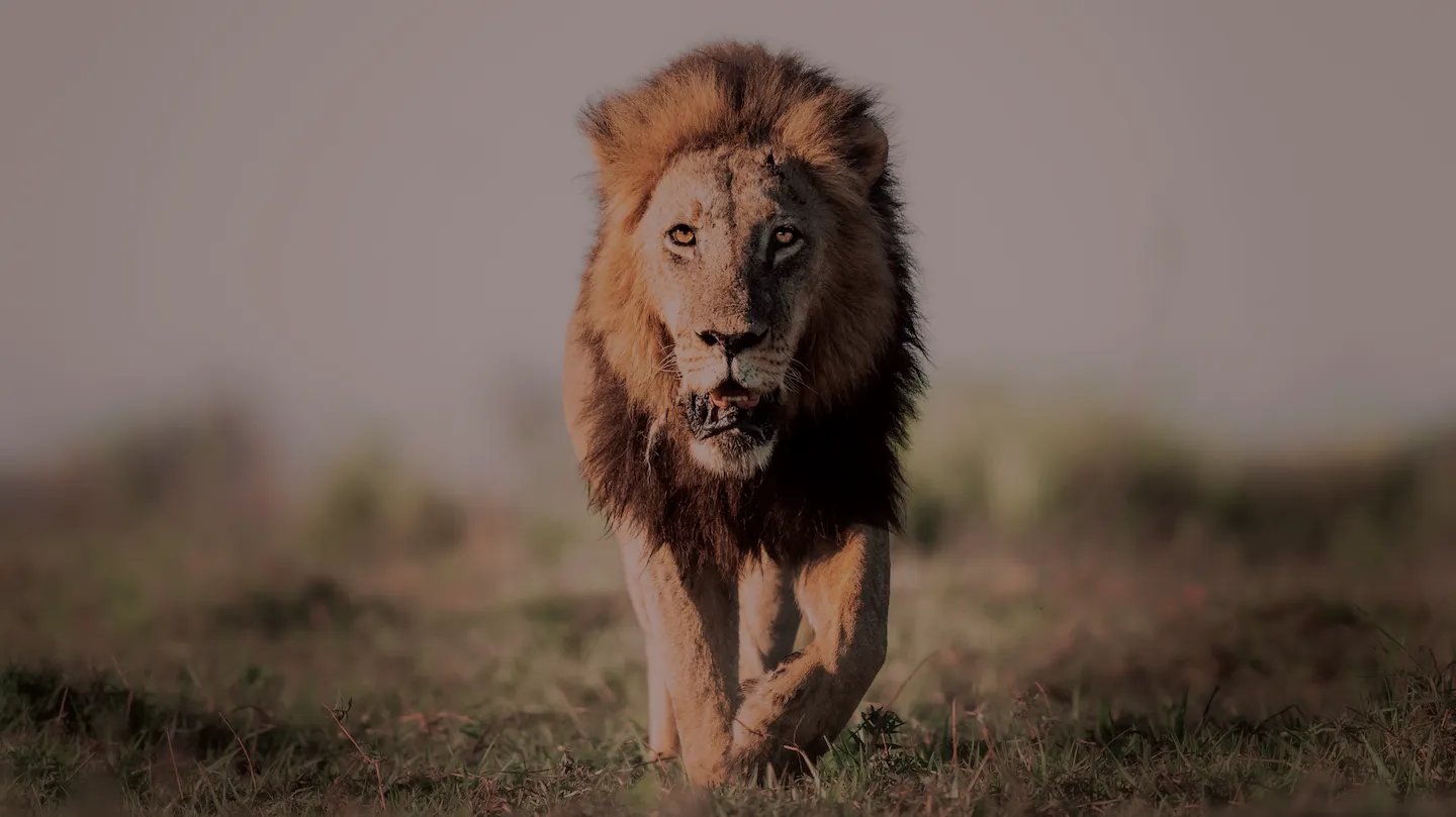 LanDafrica Safaris