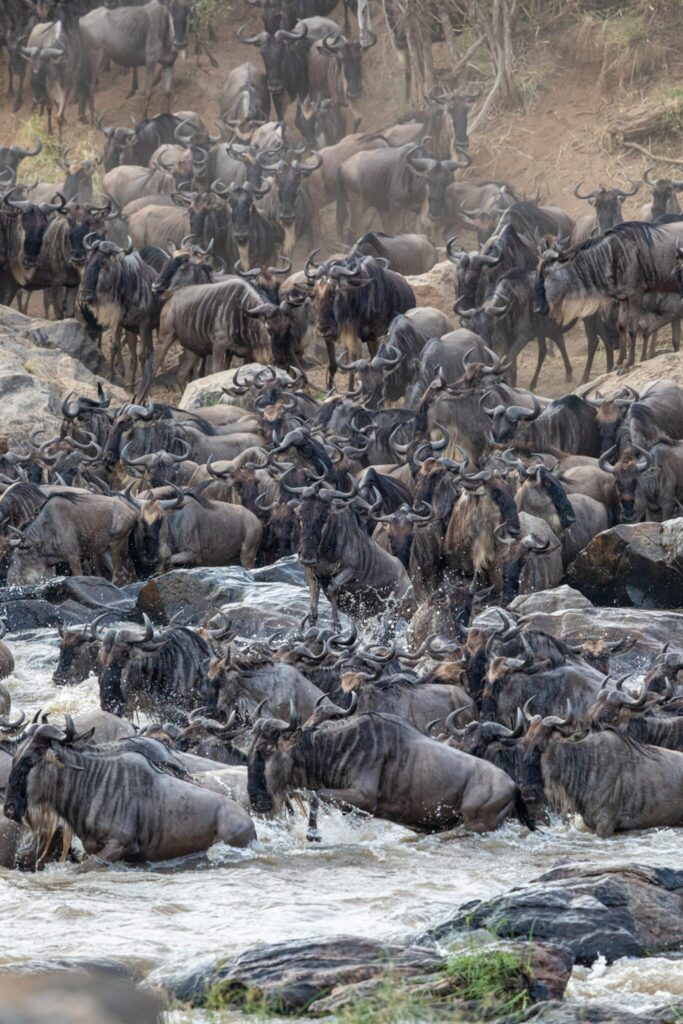 GREAT-MIGRATION-GALLERY-CROSSING-5-1366x2048