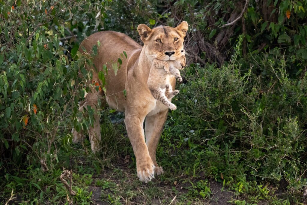 GREAT-MIGRATION-LIONESS-WITH-CUB-1536x1024