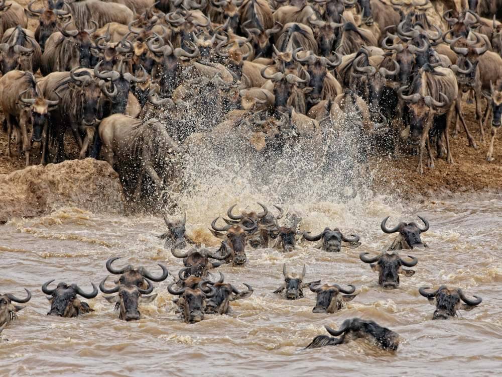 Fly-in safari to the Serengeti 3 nights in a luxury tented camp Private crater tour with champagne picnic Hot air balloon experience (optional) Fly-in safari to the Serengeti
3 nights in a luxury tented camp
Private crater tour with champagne picnic
Hot air balloon experience (optional)