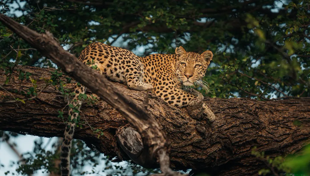 leopard-in-a-tree-at-chitabe Luxury African Safaris with Land Africa Safaris