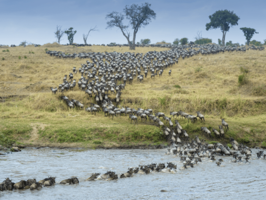 greatmigration3