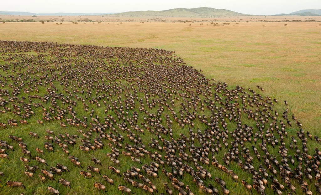 greatmigration4