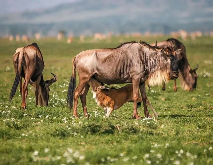 greatmigration5
